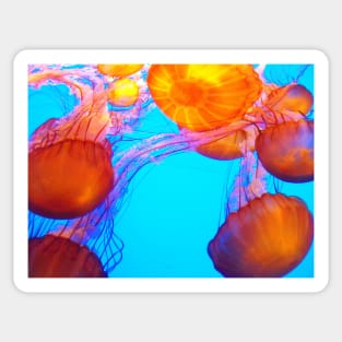 Jellies Sticker